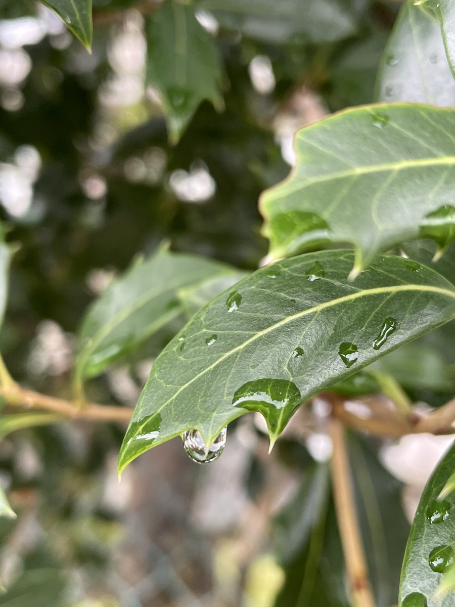 Top Tweets For ヒイラギ Twstalker