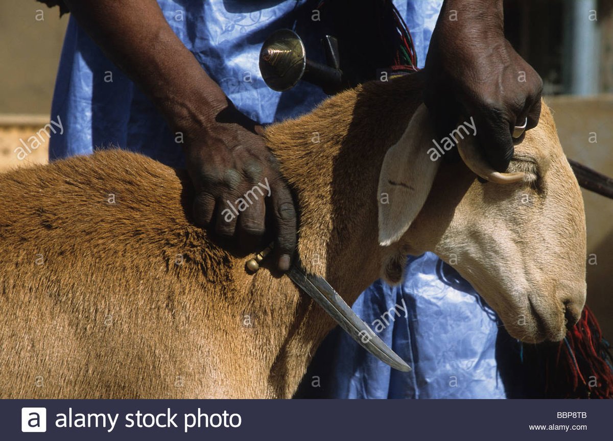 exmuslimahk's tweet photo. In PETA's dictionary this is not Abusive and Cruel during Bakri Eid @PetaIndia https://t.co/bYi6C9XvzY