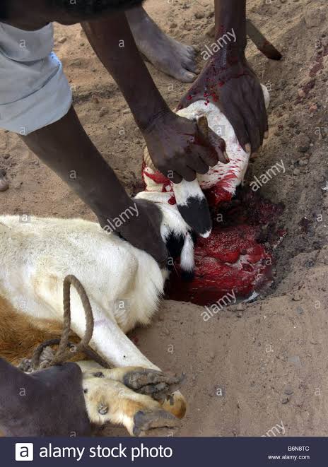 exmuslimahk's tweet photo. In PETA's dictionary this is not Abusive and Cruel during Bakri Eid @PetaIndia https://t.co/bYi6C9XvzY