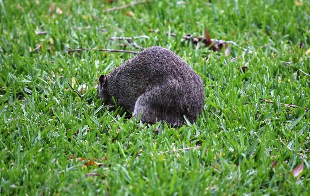 Everybody loves truffles!  especially these Aussie diggers 
doi.org/10.1007/s10531…
@annajmhopkins @NTay_ @KatinkaXRuthrof @consecology @treenabene @GilesHardy1 @meeg_ecology @EdithCowanUni @MUniResearch