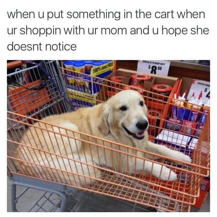 We don't suggest but if Mom isn't looking? 👇

(Golden_retriever_fans IG) #dogs