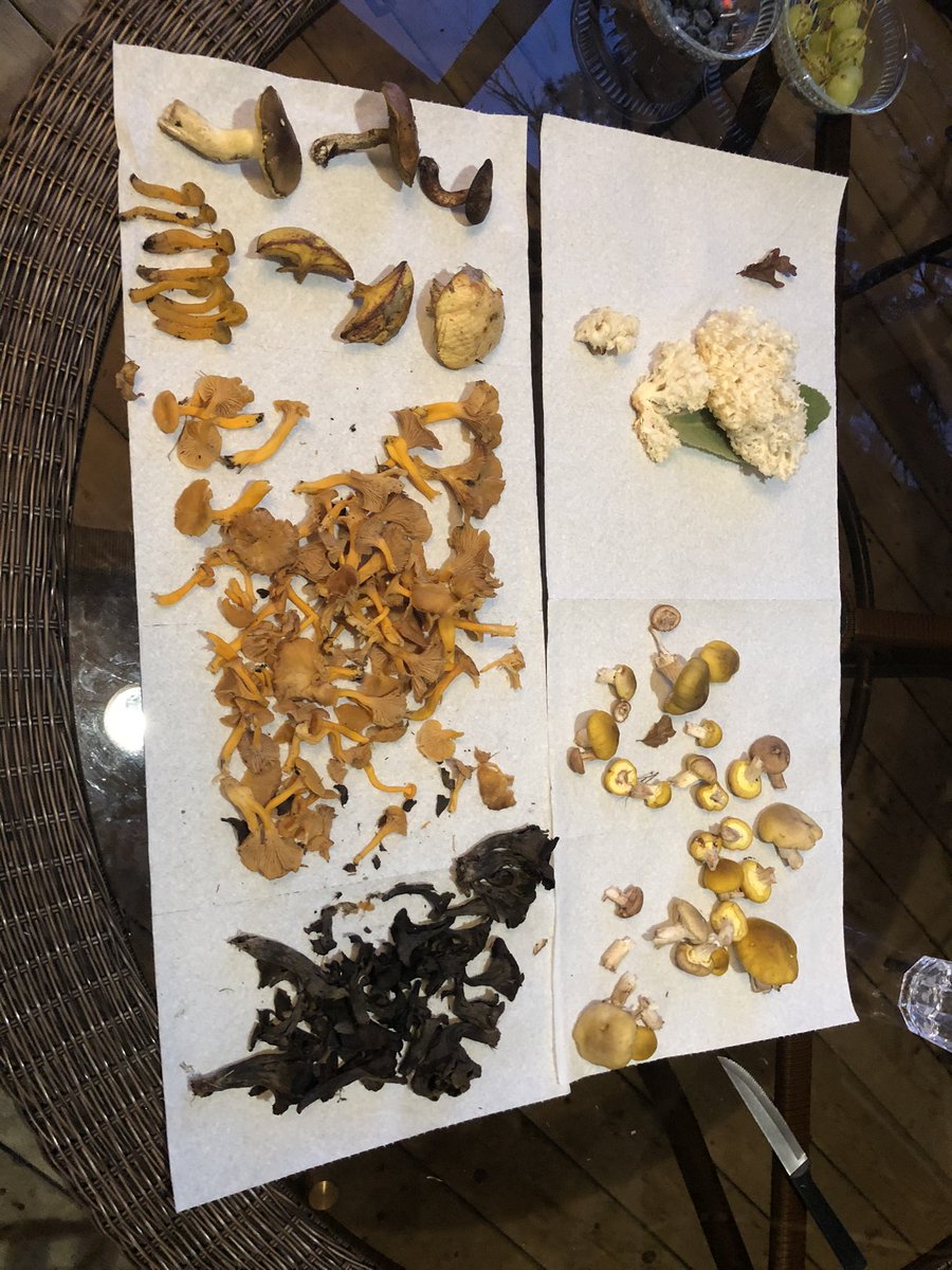 Same hike...winter chanterelles, black trumpets, more honeys, coral tooth, slippery jacks (?), some other suillis, jelly babies.