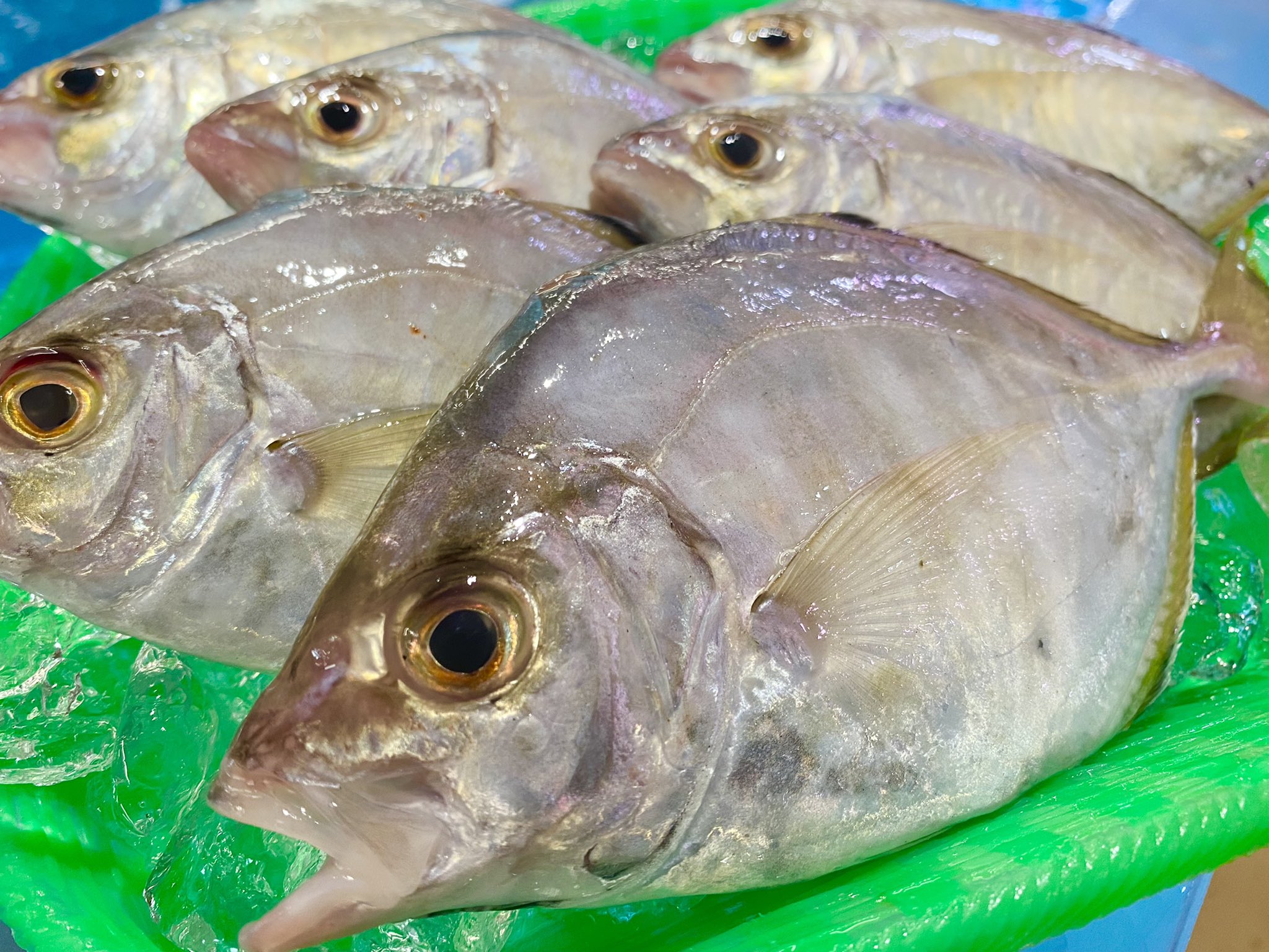 魚太郎 本店 かご盛り鮮魚 地物 新イカ 白キス 夢カサゴ メリカリ 白ムツ アカシャエビ キンシロウエビ ニギス 小カマス ジンケンエビ 小イカ 平アジ 他には豆鯛 平アジの刺身も旨いが ムニエルも美味 山盛り0円 魚太郎入荷情報 鮮度に
