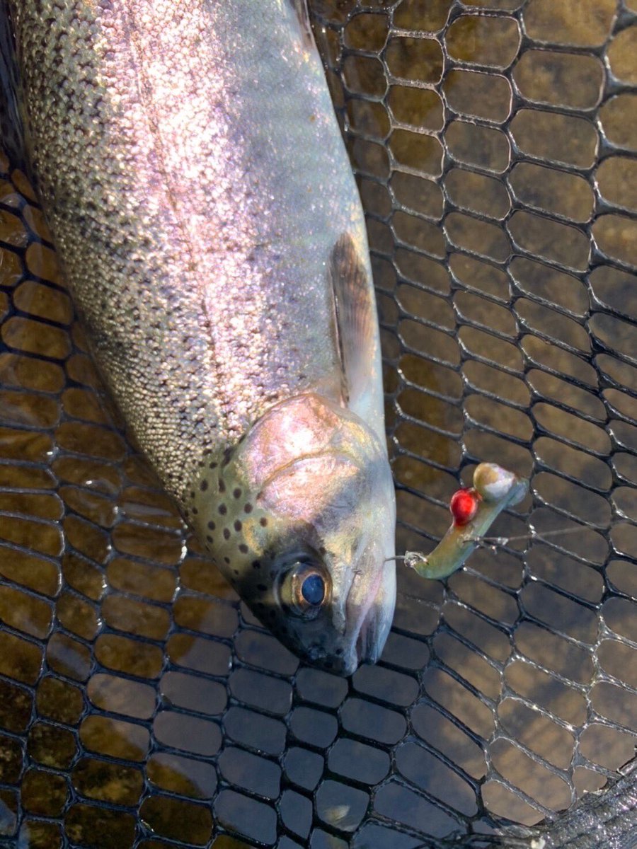 palms_global's tweet photo. Area Fishing with Egeria Area in Japan π―π΅
Rod: Egeria Area
Lure: Harp VibΒ
#palms #palmsfishing #areafishing #areatrout #areatroutfishing #troutarea #troutareafishing #troutareagame #areagame #troutfishing @palms_japan @palms_global https://t.co/BWtPp7Gq2j