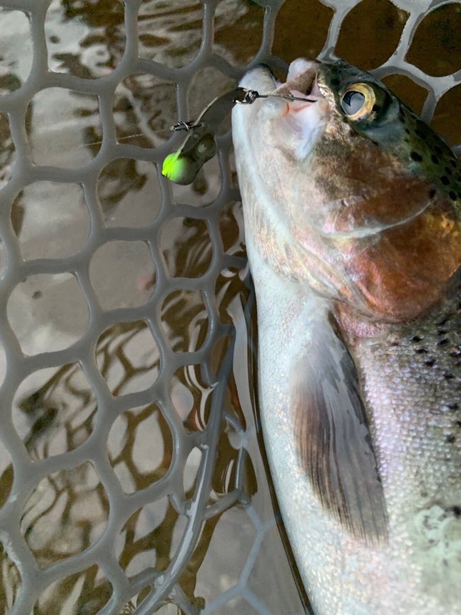 palms_global's tweet photo. Area Fishing with Egeria Area in Japan π―π΅
Rod: Egeria Area
Lure: Harp VibΒ
#palms #palmsfishing #areafishing #areatrout #areatroutfishing #troutarea #troutareafishing #troutareagame #areagame #troutfishing @palms_japan @palms_global https://t.co/BWtPp7Gq2j