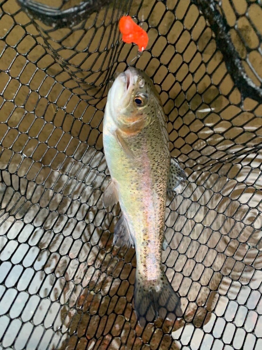 palms_global's tweet photo. Area Fishing with Egeria Area in Japan π―π΅
Rod: Egeria Area
Lure: Harp VibΒ
#palms #palmsfishing #areafishing #areatrout #areatroutfishing #troutarea #troutareafishing #troutareagame #areagame #troutfishing @palms_japan @palms_global https://t.co/BWtPp7Gq2j