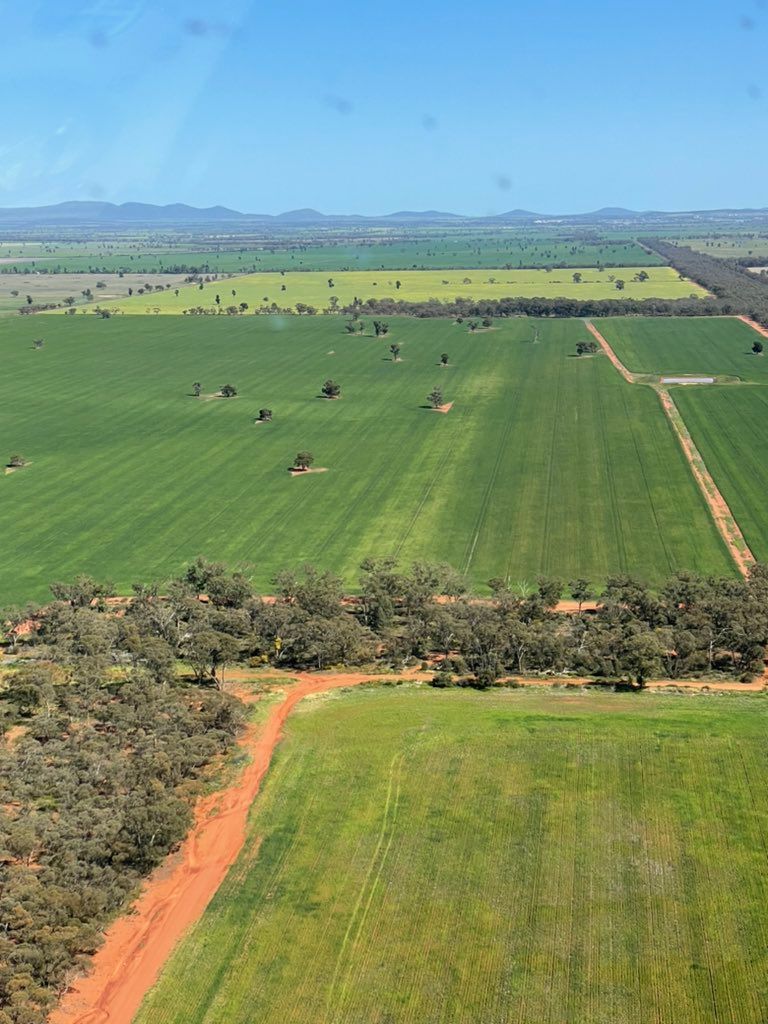 AlliedGrain's tweet photo. Crops are looking good in #LakeCargelligo, NSW for @em_ayliffe! She snapped this photo while up in the air βοΈ
Stay tuned for an update from Emma this Friday π
#AlliedGrainSystems #GrainStorageSolutions #GrainHandlingSolutions #MatesInGrain #harvest21 https://t.co/DANFaon3PX