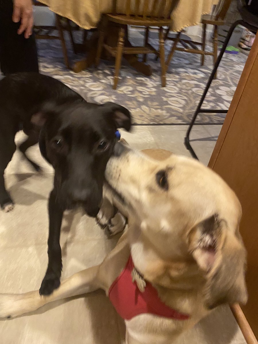 𝒯ℴ𝓃𝒾🪻𝒜𝓃𝓃 (TA or Toni) tweet media