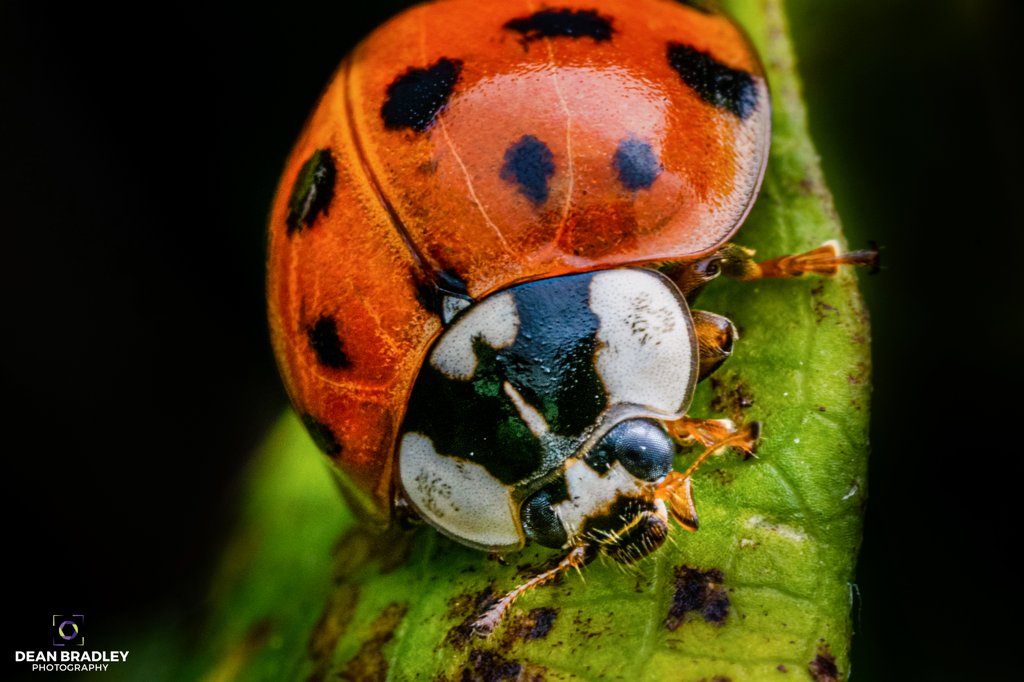 dean_marvels's tweet photo. A few shots of Harlequin Ladybird. Not a native insect to the UK, and their red legs are a bit of a give away! I couldn't count the spots as the bugger wouldn't stay still!! 
#insects #ladybird #macro #macroinsect #spotty #red #nature #wildlife #wildlifephotography #beaufiful https://t.co/beFtShi1cD
