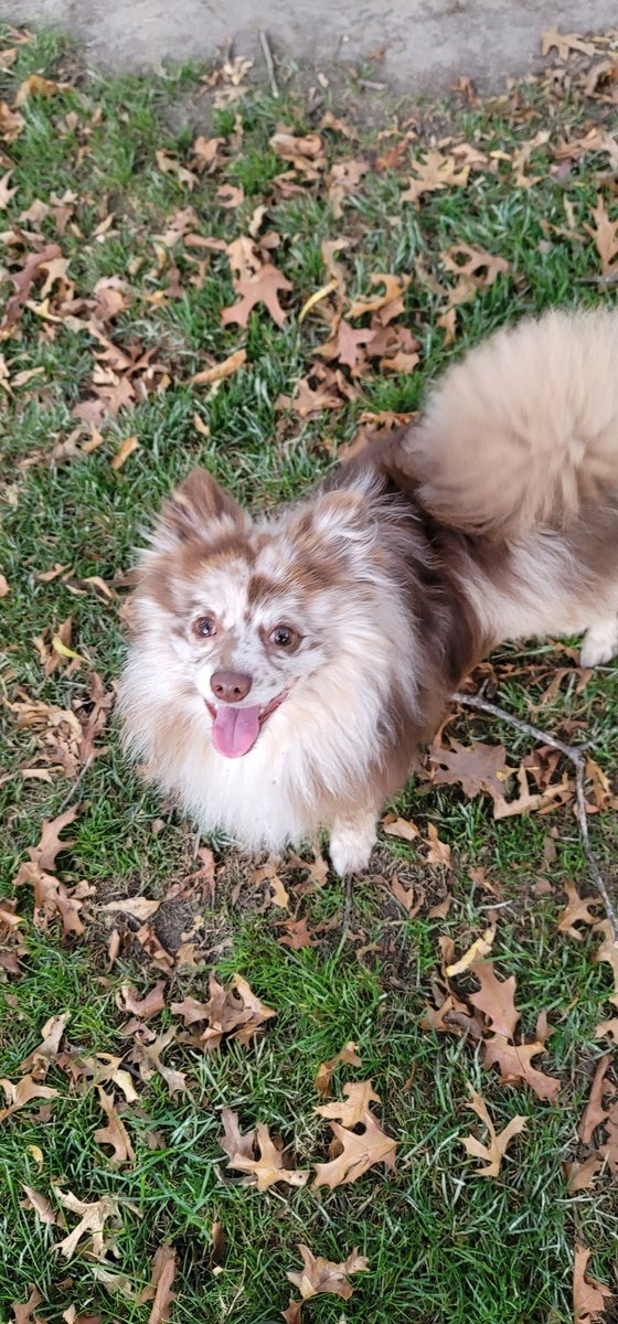 Becker MN Dog Park (@BeckerDogPark) / Posts / X