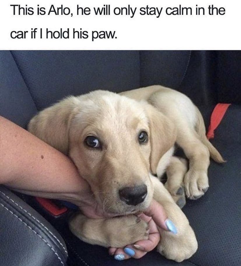 WholesomeMeme's tweet photo. https://t.co/DgwOmK9K04