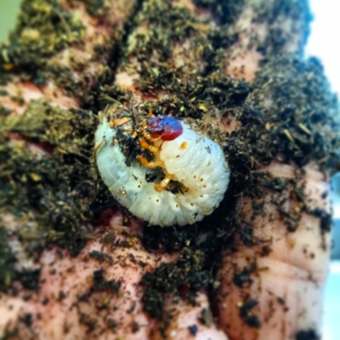 monarchbrawl's tweet photo. 🪲🪲🪲

Banana (Nanner) Pudding, the youngest member of Team Monarch, had his bedding changed today! 

He's been with us for almost a month now. He doesn't do a whole lot, but he sure is cute! 

#beetlelarva #beetlelarvae #larvae #larva #beetle #beetles https://t.co/RRhtmp2W0T