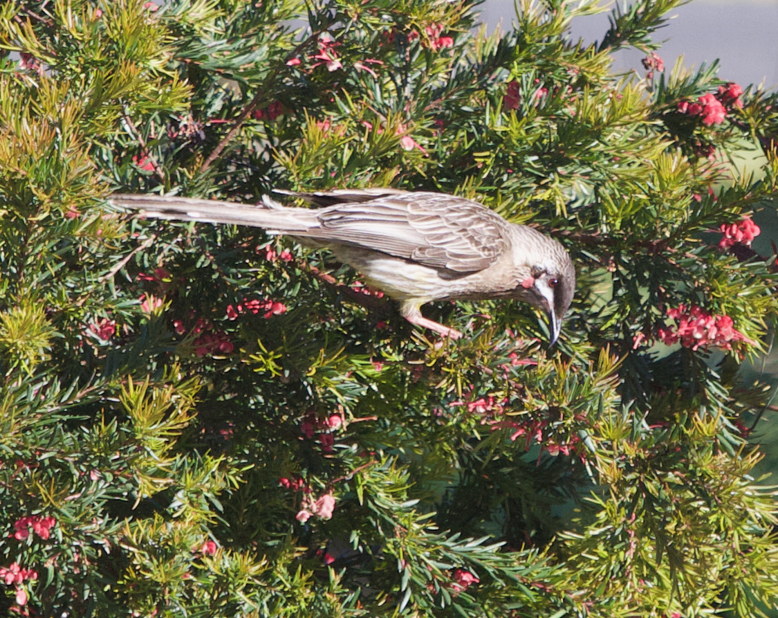 jim_fidler's tweet photo. A welcome visitor to my garden early this morning #redwattlebird https://t.co/PNumZbAcmm