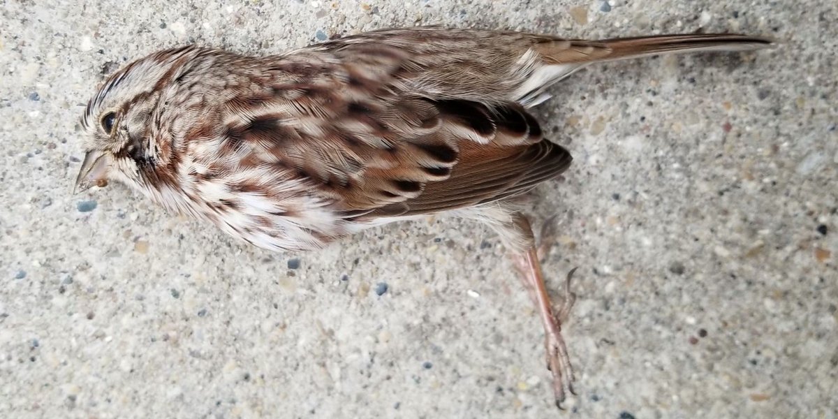BirdMonitors's tweet photo. This Song Sparrow will not sing again.

This lovely bird and millions of others are flying over the Chicago area for their annual autumn migration. Tens of thousands of them will fall victim to collisions with glass as they pass through our urban area. https://t.co/aoQdWKQSA1