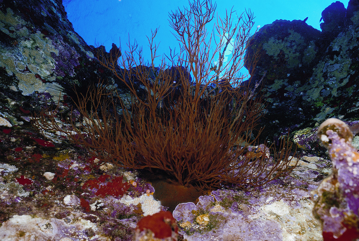 MauiOceanCenter's tweet photo. Hawaiiβs #BlackCoral host unique communities of #MarineLife, some of which only live among their tree-like colonies. These protected animals can be found as deep at 20,000 feet! Visit #MauiOceanCenter to learn more π
-
#OceanAloha #Hawaii #Maui #MarineConservation https://t.co/vAlieectrl