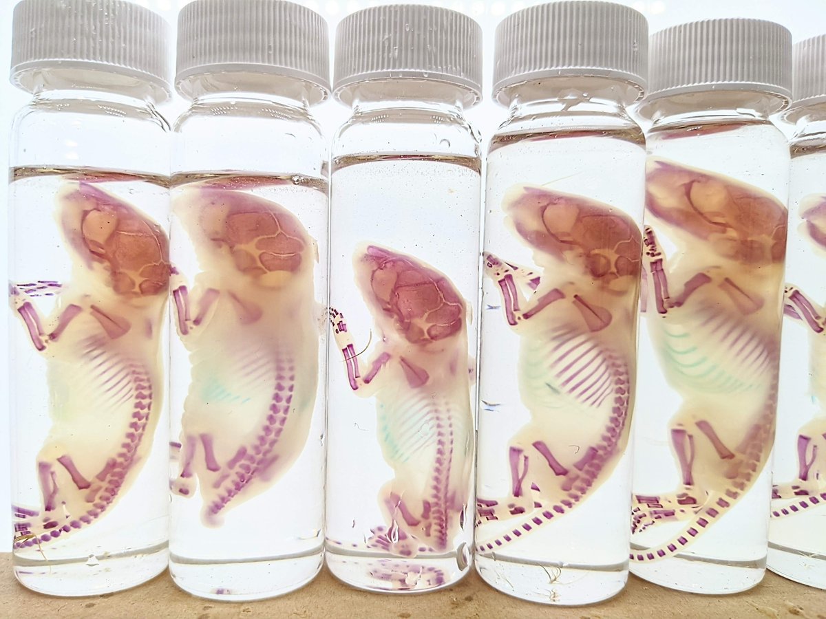 AphelionNecro's tweet photo. Diaphonized rat pups available! https://t.co/U2Aiyx3EGP