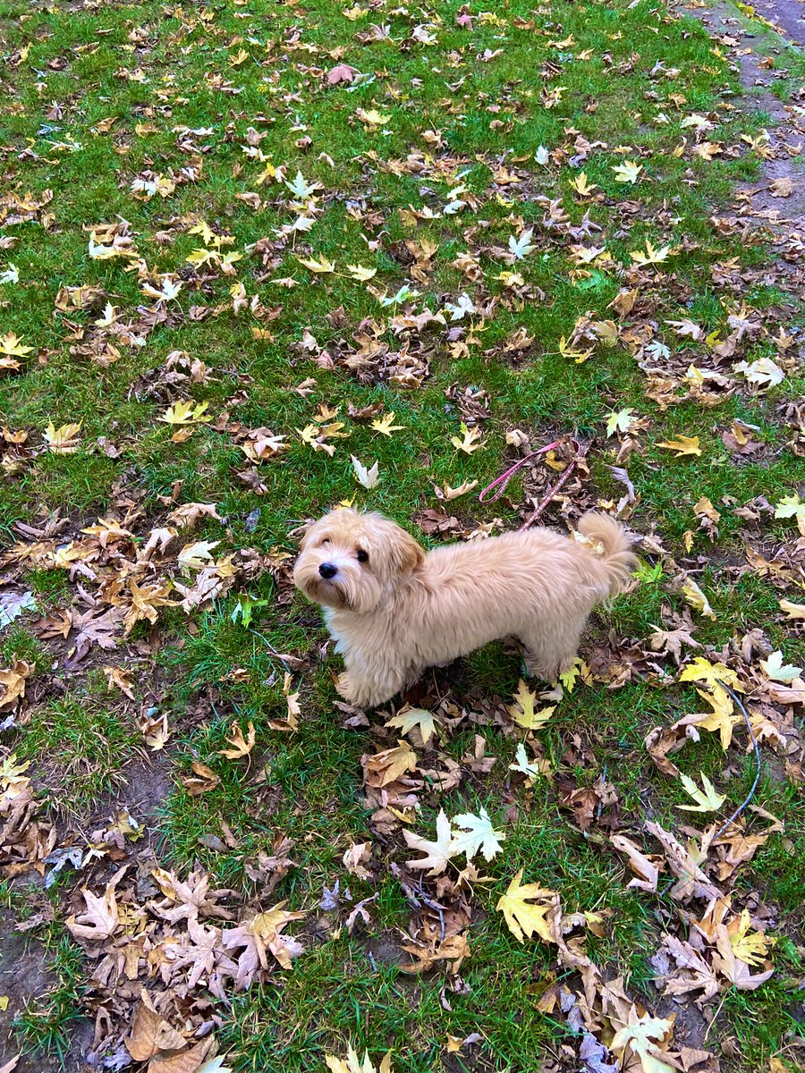 First autumn in my life