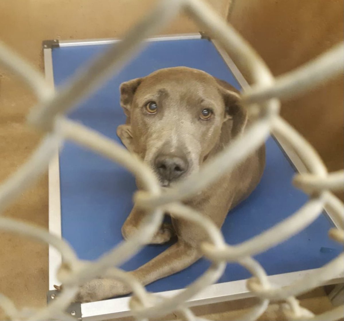 reddogsusie's tweet photo. #TX #ABILENE 
🆘HAS TENNIS BALL SIZED MAMMARY MASS Nixie 7yo girl with large hard mammary mass,this sweet girl is initially shy but a few soft words &amp; she crawls in lap for kisses! Badly needs immediate Vet care #RESCUE #PLEDGES #FOSTER Pls help #A29437570
https://t.co/nga4CjiJG0 https://t.co/U6nNuX8IK9