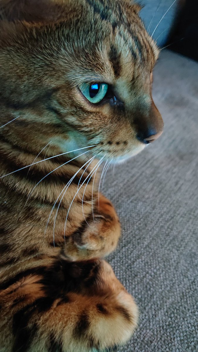robita's tweet photo. 猫と一緒にワールドトリガー観賞🐈️ https://t.co/MDxnFWSU0r