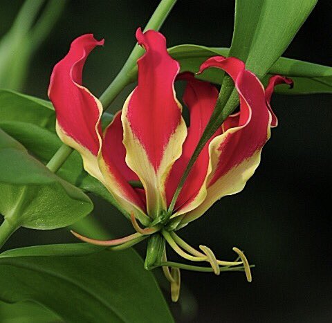 تويتر もも على تويتر おはようございます 10 12誕生花 グロリオサ 花言葉 栄光 別名キツネユリ 赤と黄色のグラデーションの反り返る花弁は炎のようにも見える球根植物 高さ3mにも生長する葉の先端の巻きヒゲは他の植物やフェンスに絡む特性があります 花名