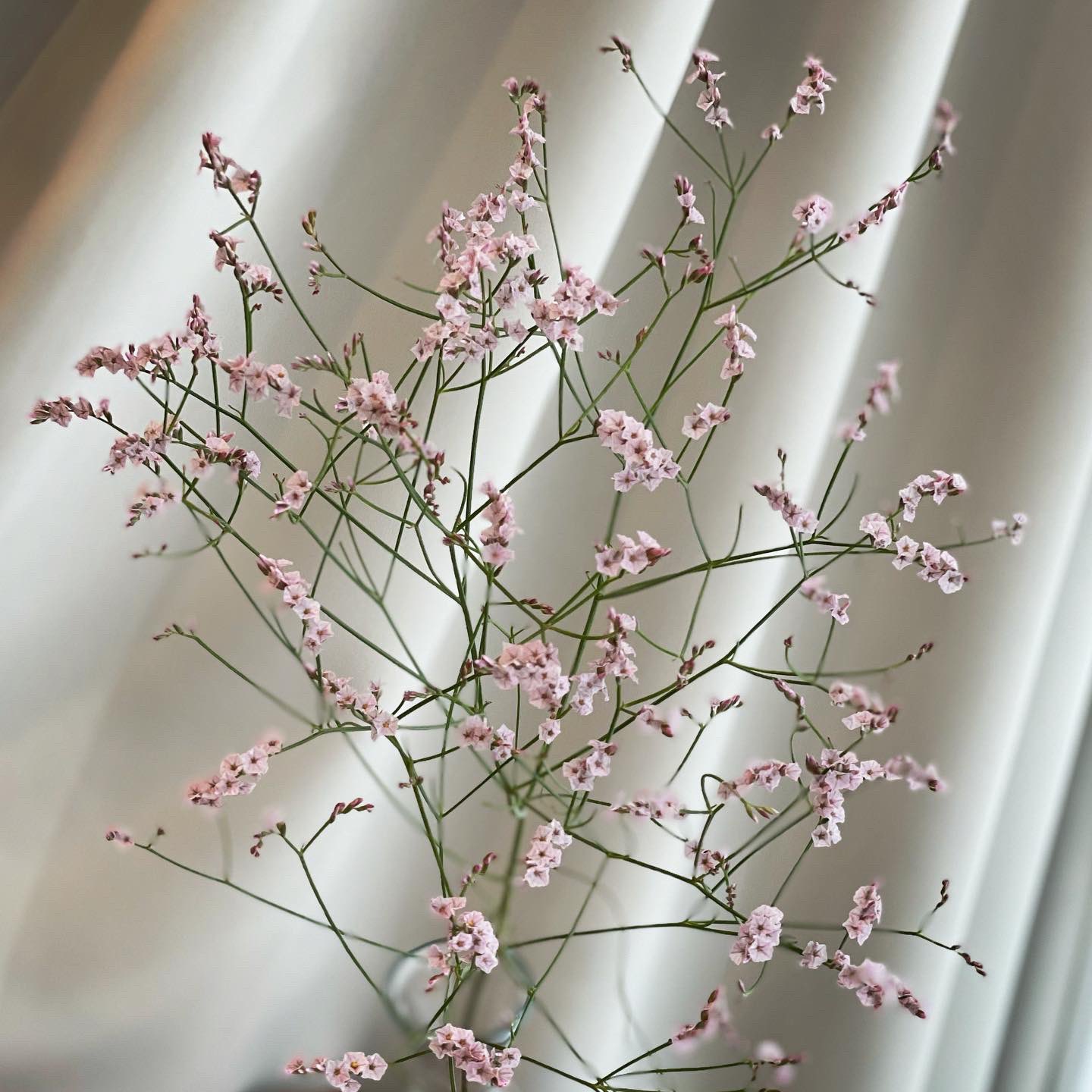 坂本 歩 おはようございます リモニウム ホットフラミンゴ Limonium Hot Flamingo ハイブリッドスターチス 淡いピンクの宿根スターチス 数百万羽にもなるフラミンゴの群れのように舞い咲きます ドライフラワーにも ステキな一日を T 坂本 歩 おはようございます リモニウム ホットフラミンゴ Limonium Hot Flamingo ハイブリッドスターチス 淡いピンクの宿根スターチス 数百万羽にもなるフラミンゴの群れのように舞い咲きます ドライフラワーにも ステキな一日を T
