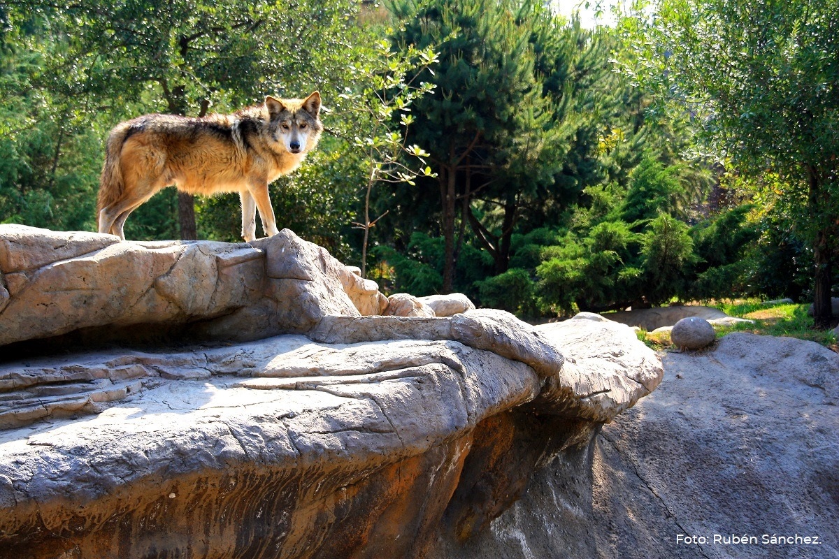 CONANP_mx's tweet image. El #LoboMexicano pasó de la categoría “Probablemente extinta en el medio silvestre” en la NOM-059-SEMARNAT-2010 a la categoría “En peligro de extinción”, y permanece en el Apéndice II de la @CITES. #ConservarParaVivir 🐺🌲🌊⛰️🇲🇽