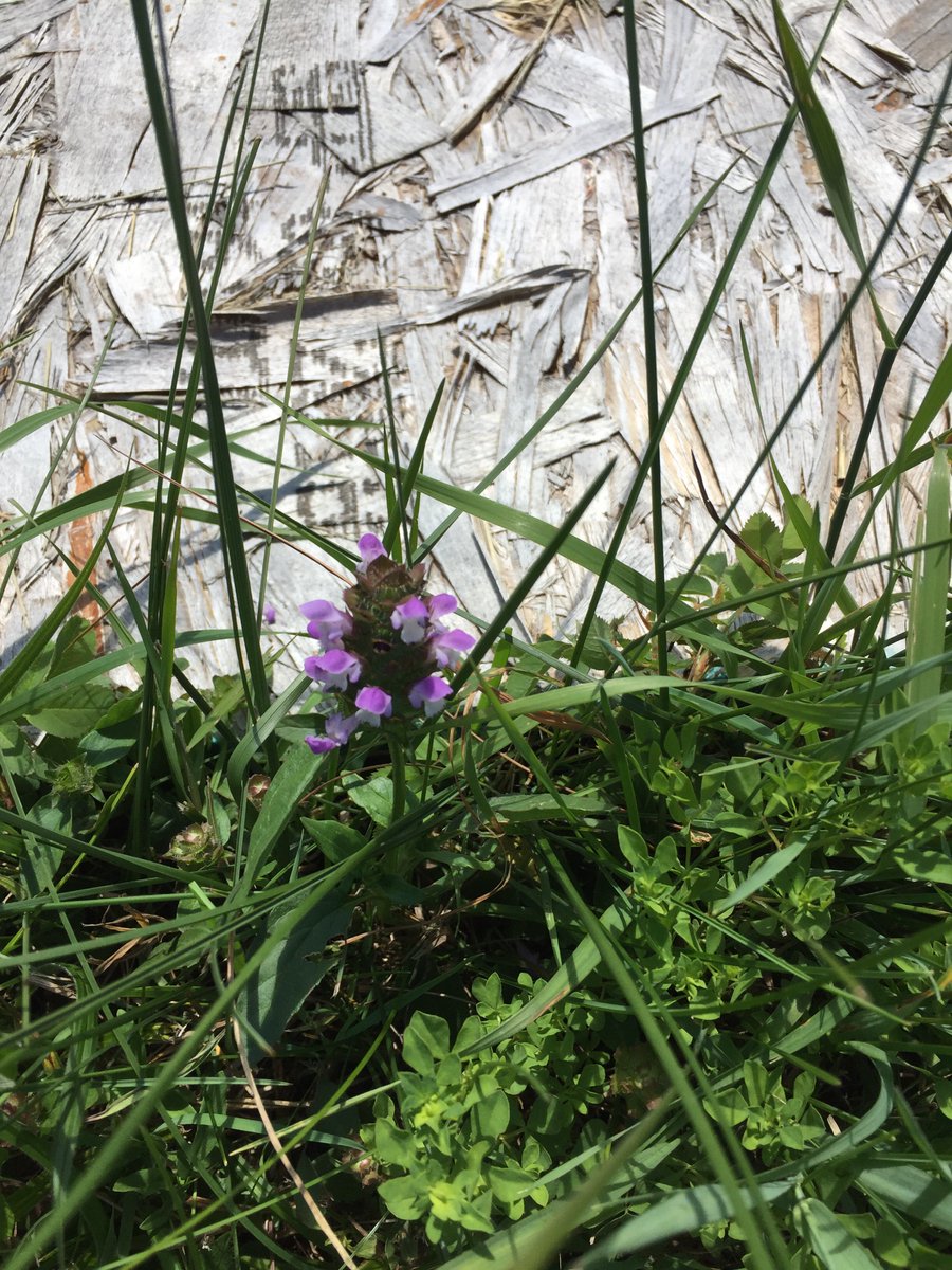 AfterLetters's tweet image. Dearest