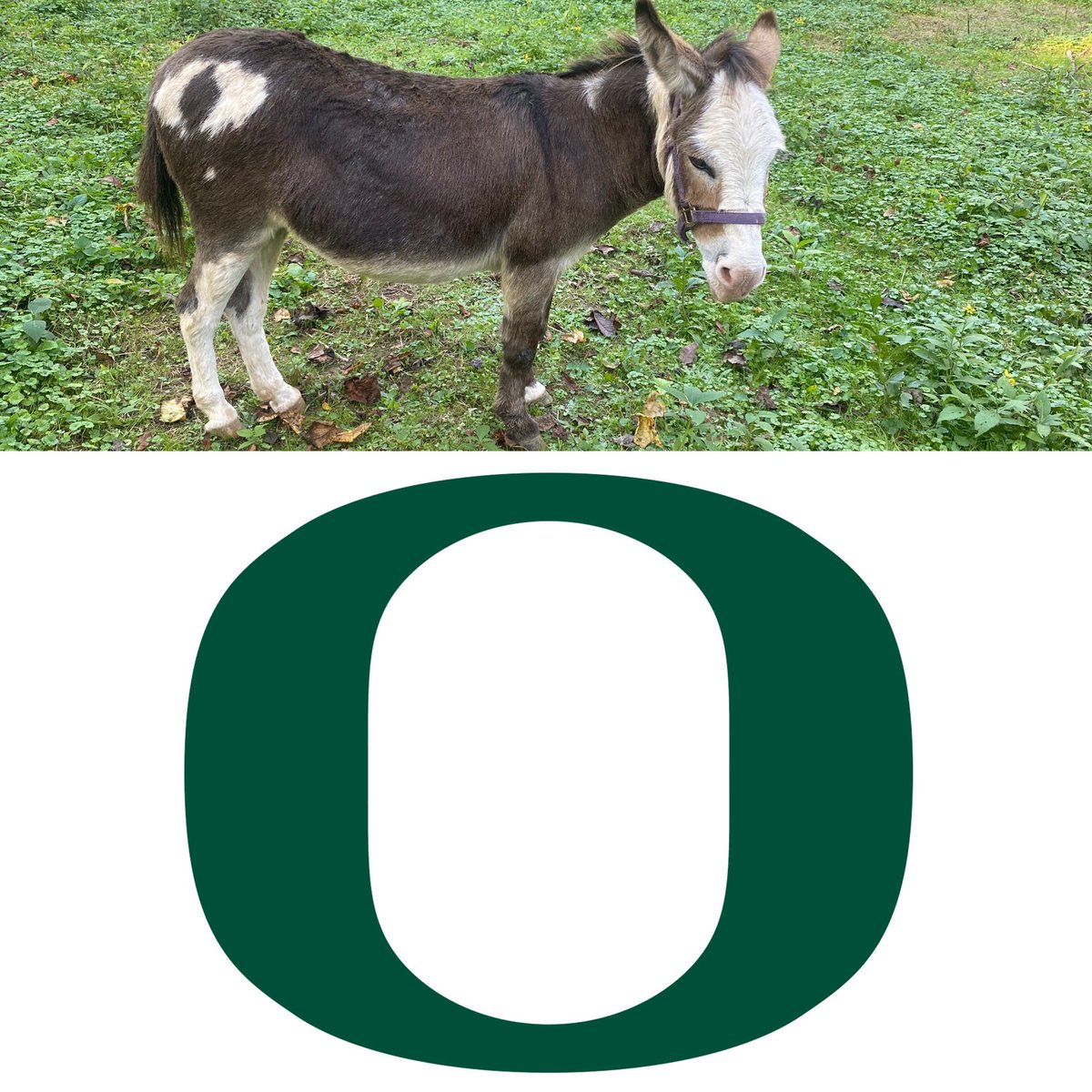 cory_daugherty's tweet photo. Just realized my donkey proudly wears the @uoregon logo! https://t.co/sJmWmBZpDl