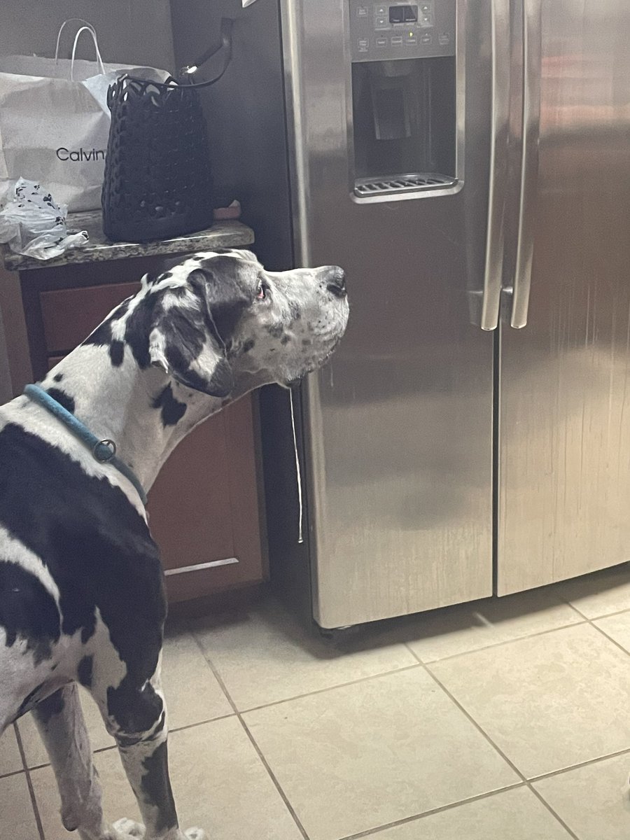 RBurger365's tweet photo. Did someone say steak? #dogs #dogstyle #dogsoftwitter #droolfactor #greatdane https://t.co/gaqPgIUyws