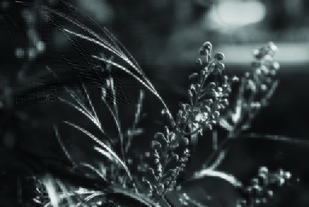 Unmowing - foreground.com.au/environment/un…