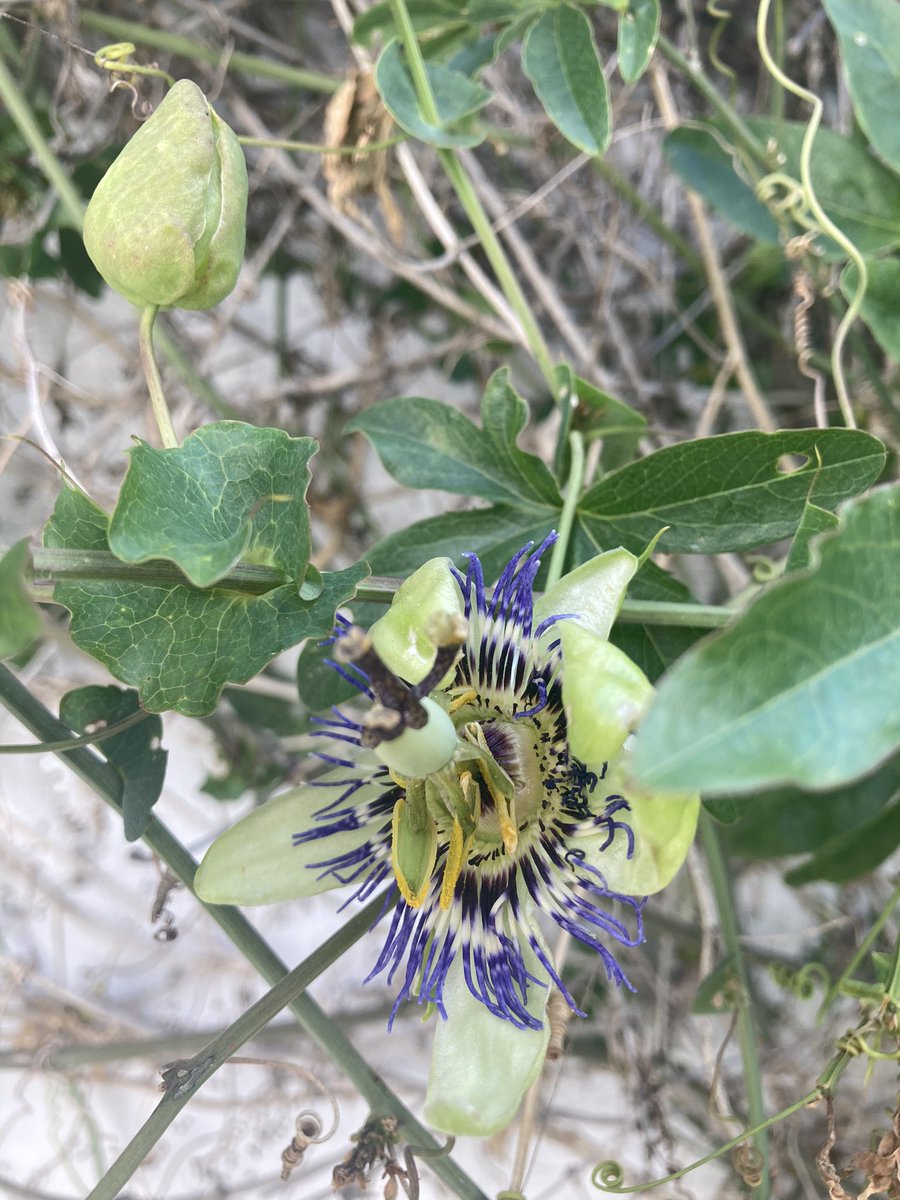 folivaciudad's tweet photo. Preparando la Bicicleteada por el Biocorredor Cildáñez compartiendo la foto de una planta nativa #bicixbio @cuencaenred1 https://t.co/ACzqr3OvEI