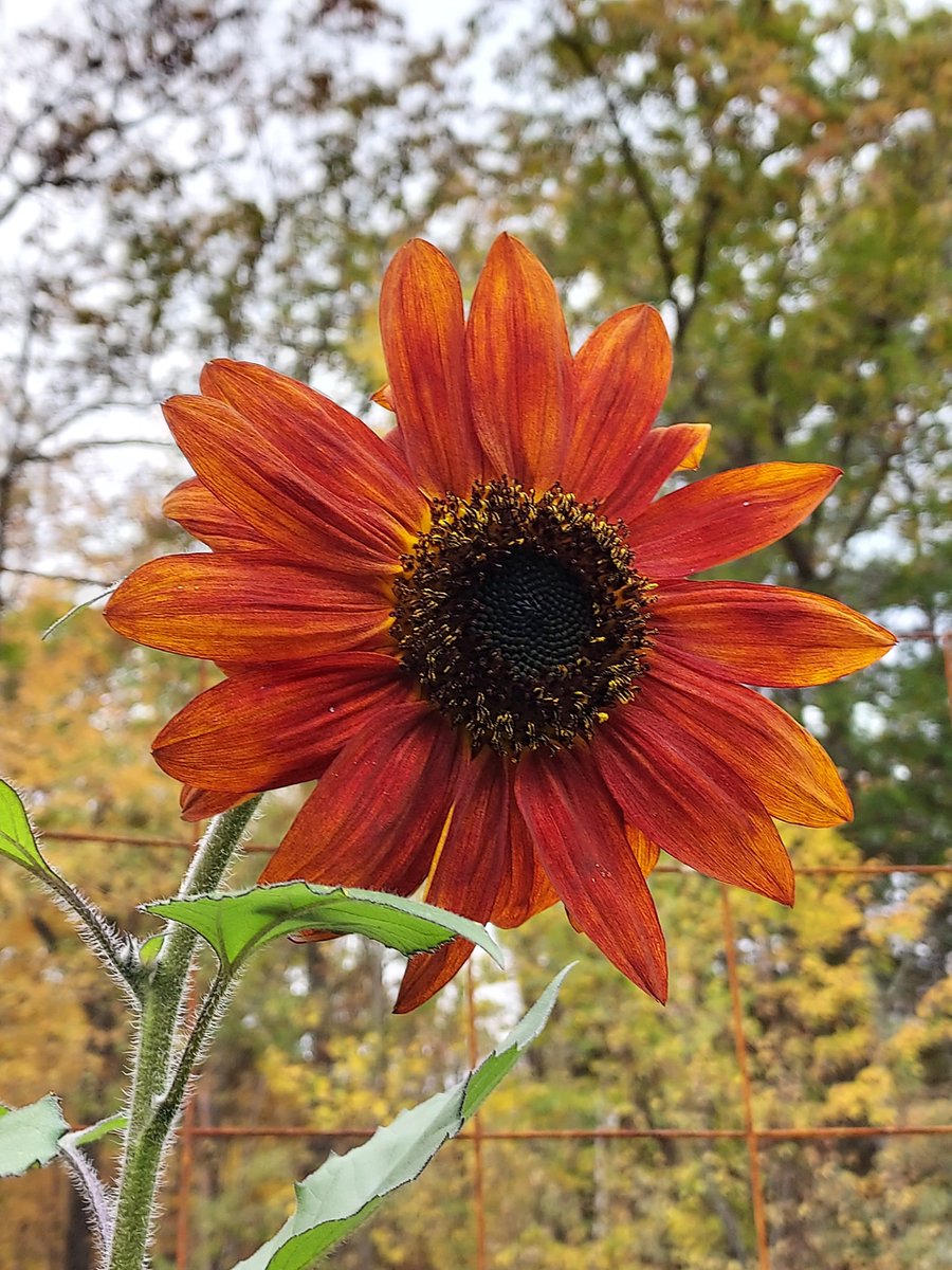 GrowingShield's tweet photo. Every sunflower has two sides

&amp; they are both beautiful!

#perspective #MindfulMonday 
#Mindfulness  🌻 https://t.co/Kb3RYjkPEo