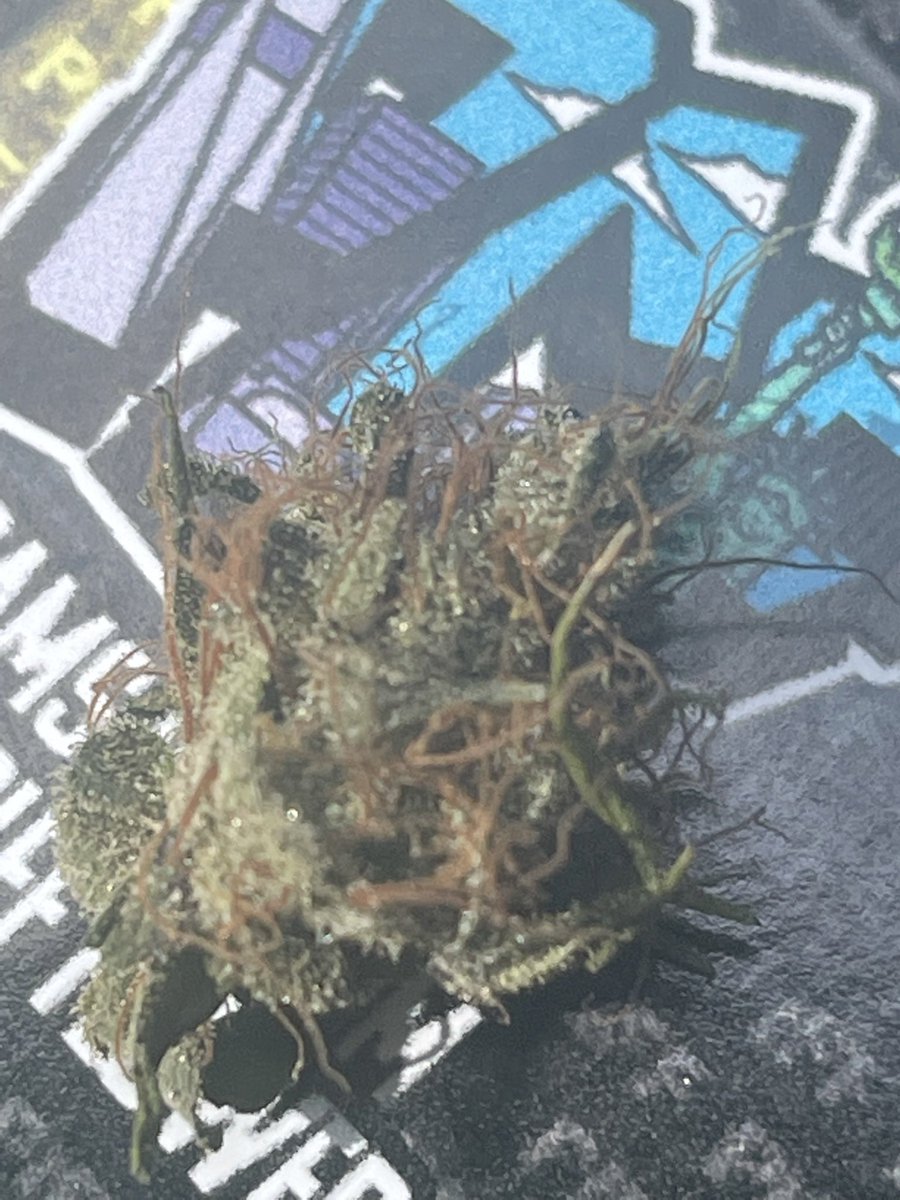 Wearewewill's tweet image. So, 
I guess my plan is to create an awesome crypto currency 
$NKA not many people pay any mind to and then create a cannabis seed and clone company ☑️ with the best New York genetics and offer seeds for coins with world wide shipping.. #incakoin 👇🏼