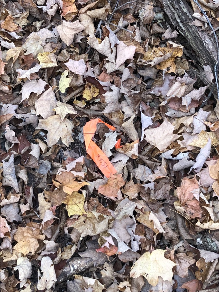 gsabrinus's tweet photo. Autumn me is disappointed at Spring me for not reminding the students to use pink flagging to mark trap locations. @NDFieldEcology #trapping #fieldfail #canyoufindmenow https://t.co/cNQ6TEWXKF