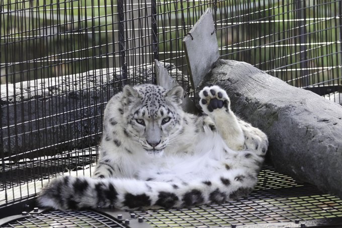 【旭山動物園】カメラ目線で肉球を見せてくれるユキヒョウさんのサービスショットのサムネイル画像