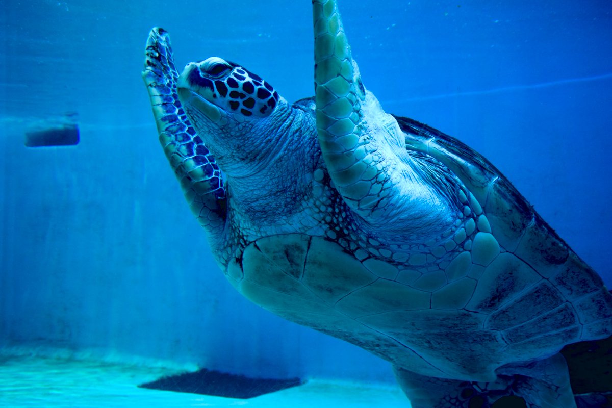 ただいま📷を探してます🐧
んっ👀⁉️
よっ🙌カメで〜す🐢
過去写真。
カメラ修理中です🏥