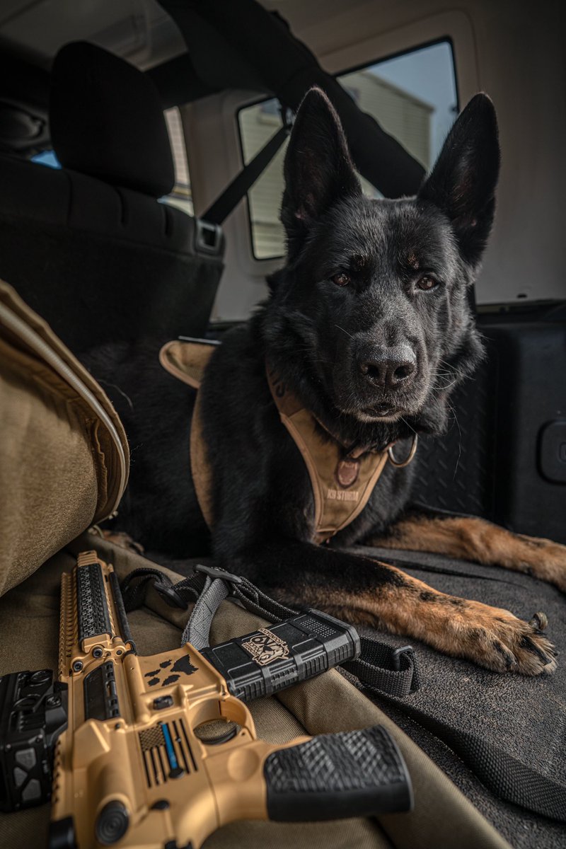 MarkandMattis's tweet photo. #modeldog https://t.co/Y1SLPx0vdg