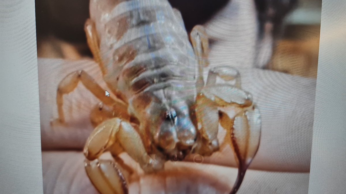 smcm_school's tweet photo. Foundation students learning all abput minibeasts and insects. @CEMelbourne #reptileencounters https://t.co/jBb7tBTdfR