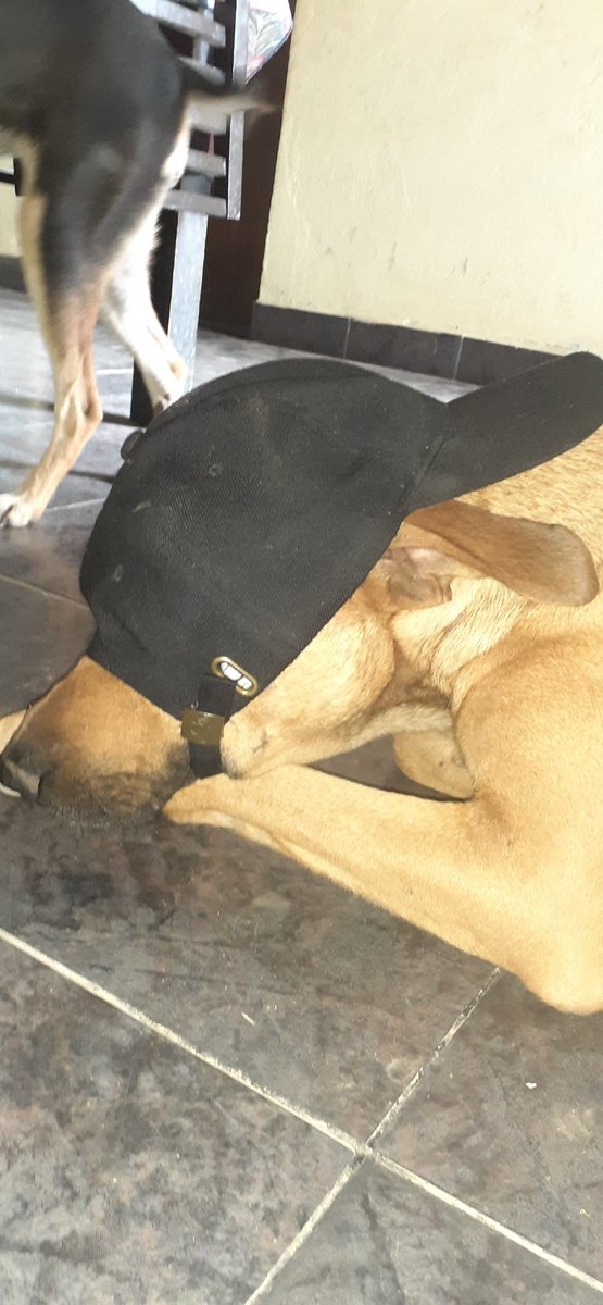 splinter salteño tweet media