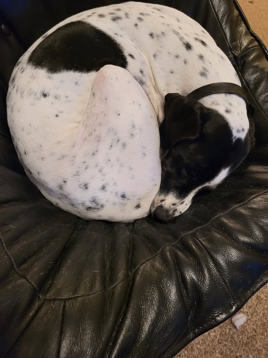 Jake_Somrock's tweet photo. @lynienicole This is Rosie. She sleeps like this all the time and snores like a fucking fog horn https://t.co/42gDp1xFoi