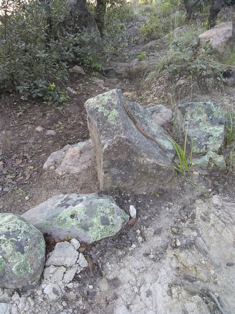JuanChavero15's tweet photo. Help @Herpeto_cosas (2/2); muy difícil de fotografíar.. :( https://t.co/xWZsUFzdwn