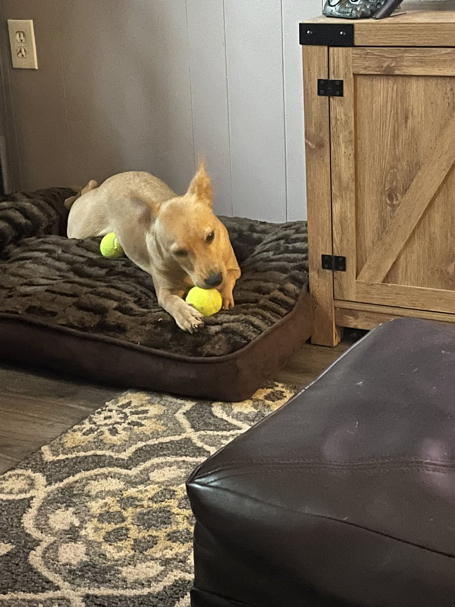 DMintzes's tweet photo. Anyone who doesn't know yet agreed and I got a dog! Meet Toby I'm obsessed! https://t.co/qw9pGKfMjm