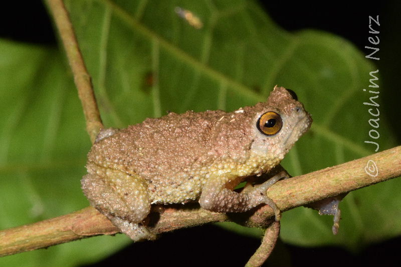 I'd like to introduce an absolute cutie, Krefft's Warty Frog (Callulina kreffti)!

Though these small and stocky frogs are usually found on the forest floor in Kenya &amp; Tanzania, they're also surprisingly good climbers! They love hiding in banana leaves and other low vegetation.
