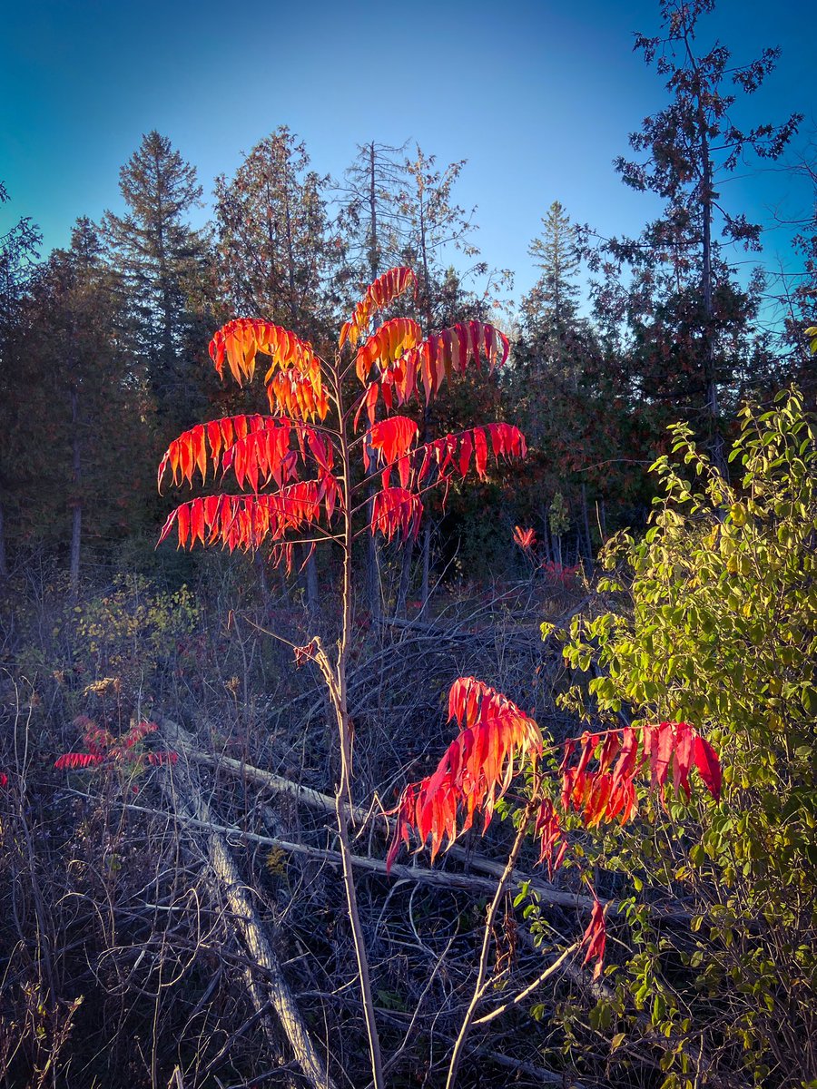 lynnehanson's tweet photo. took a few hours off from recording to see the fall colours #getoutside #makingarecord #pandacave #ottawa #songwriter #nature #fallcolours #fallcolors https://t.co/mfi90CpDMm
