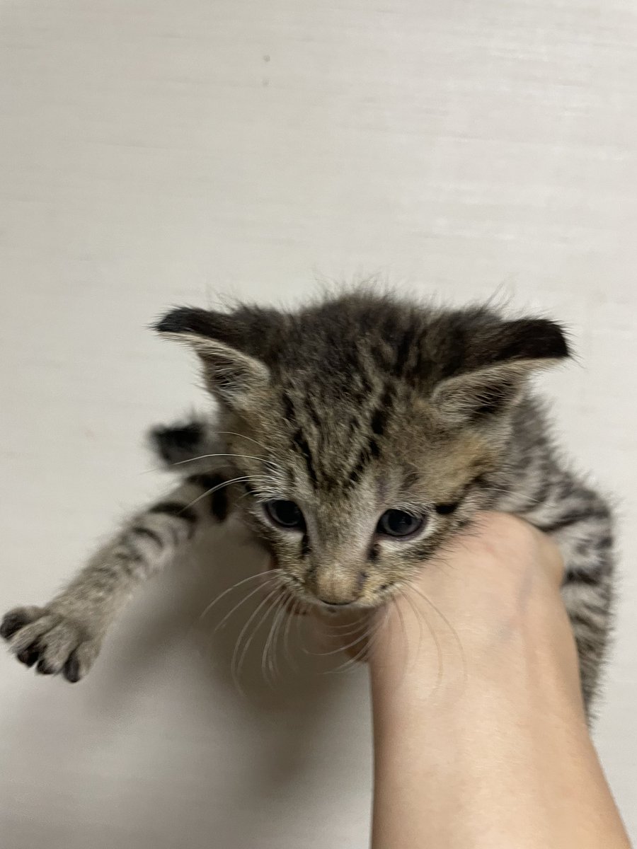 romy__106's tweet photo. そろそろ片手では厳しい？？😵‍💫😵‍💫

#猫 #猫好きさんと繋がりたい  #cat #kittycat https://t.co/xoQuLF0Kc6