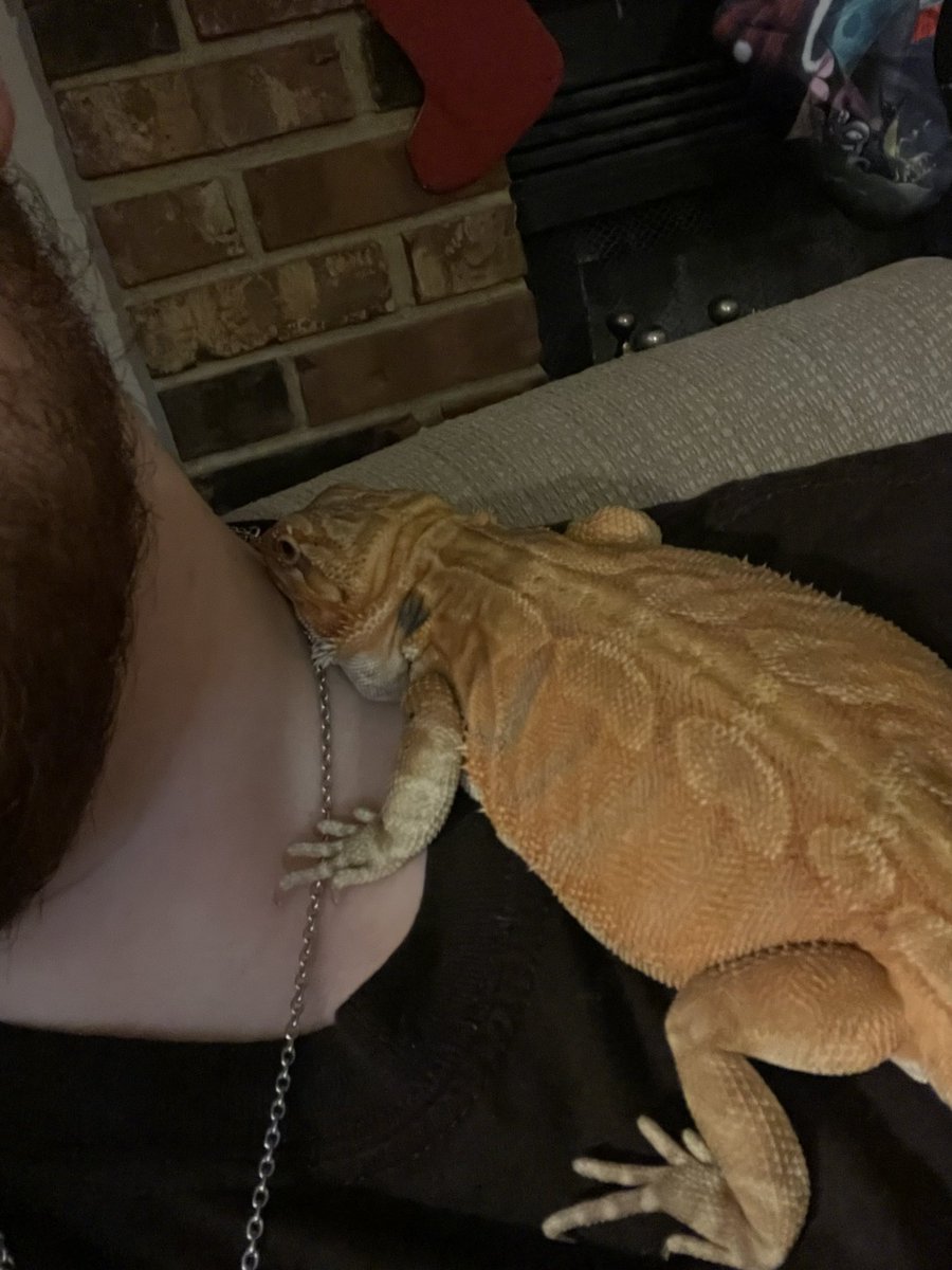 pyropinkfish's tweet photo. Is this good for you??? #beardeddragon #beardie https://t.co/Hg2DRrIGI3