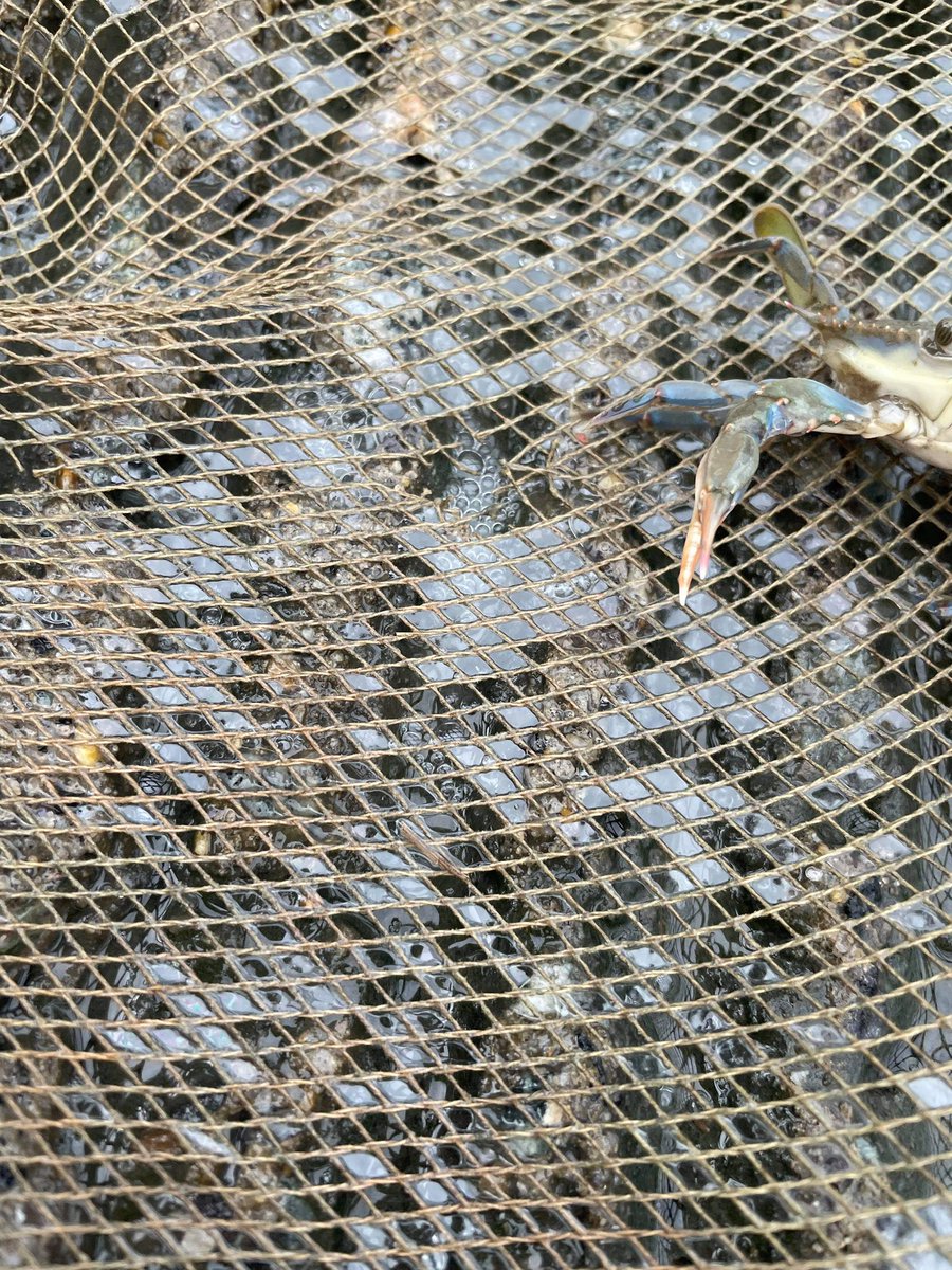 BTWashingtonMS's tweet photo. Water quality testing, kayaking and identifying species. #MarineScience #NNPS #BookerTWashingtonMiddleSchool https://t.co/QfZVUGgpRE