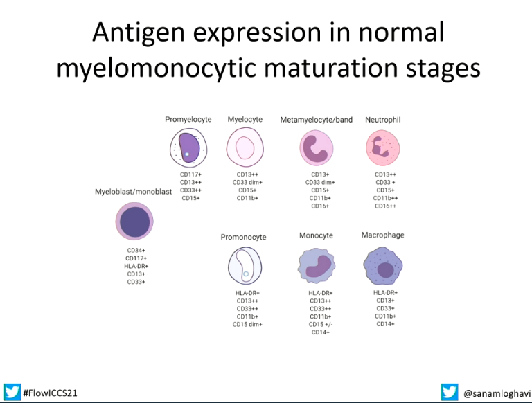Ameet Kini, MD, PhD (@ameetrkini) on Twitter photo It's important to know the normal maturation patterns when looking for AML MRD. A great slide from <a href="/sanamloghavi/">Sanam Loghavi, MD صنم لغوی 🔬🧬</a> during her outstanding plenary presentation at #FlowICCS21.
#FlowEdu #FlowCytometry It's important to know the normal maturation patterns when looking for AML MRD. A great slide from <a href="/sanamloghavi/">Sanam Loghavi, MD صنم لغوی 🔬🧬</a> during her outstanding plenary presentation at #FlowICCS21.
#FlowEdu #FlowCytometry