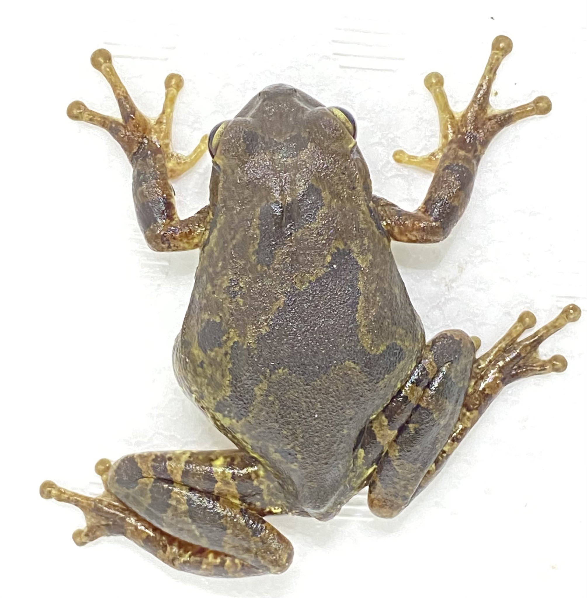 株式会社生物堂 スポット系イエアメとアマゾンのオタマ販売は今回見送りです 先日の地震により 卵は塊となり孵化率が極めて低く卵に カビが出ました 次回の産卵に期待しましょう 種親達は沢山コオロギ 食べて休んでいます と言う事で水槽が空いてい