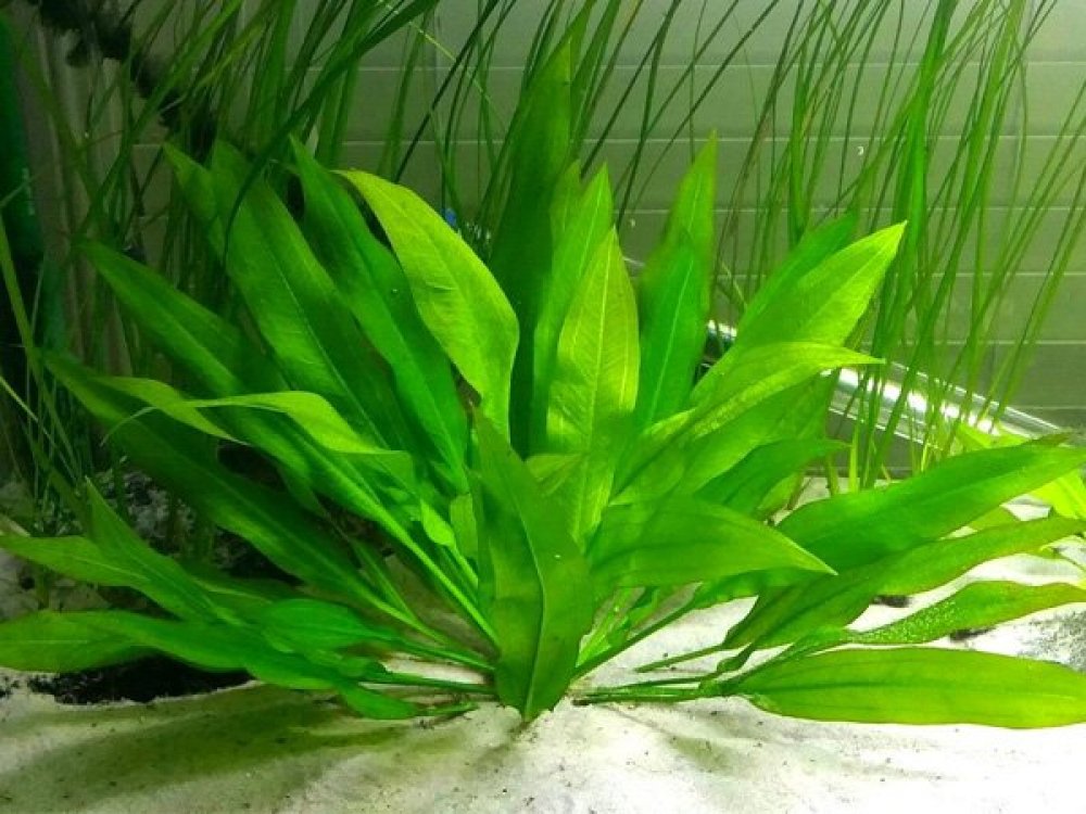 Роголистник акваскейп. Эхинодорус шлютера echinodorus schlueteri. Аквариум растения содержание. Эхинодорус уругвайский. Гигрофила салицифолия.
